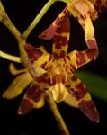 Aslla africana v. nilotica closeup